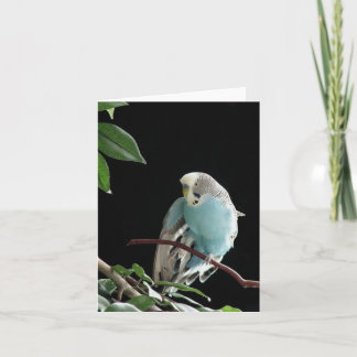 Tarjeta de felicitación Blue Budgie, tarjeta de fe