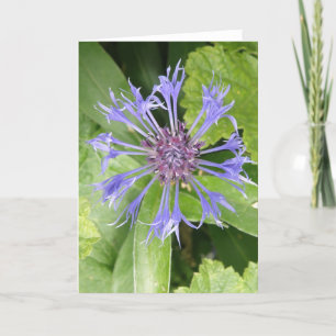 Tarjeta de felicitación Blue Cornflower