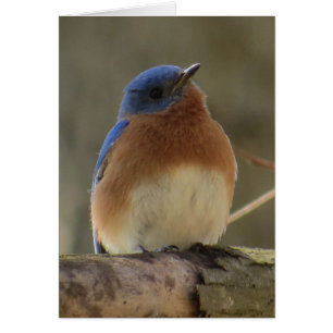 Tarjeta de felicitación Bluebird