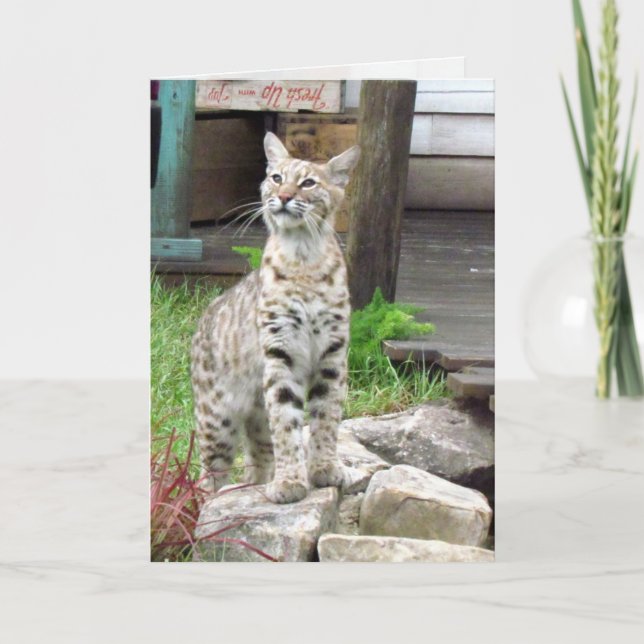 Tarjeta de felicitación Bobcat (Anverso)