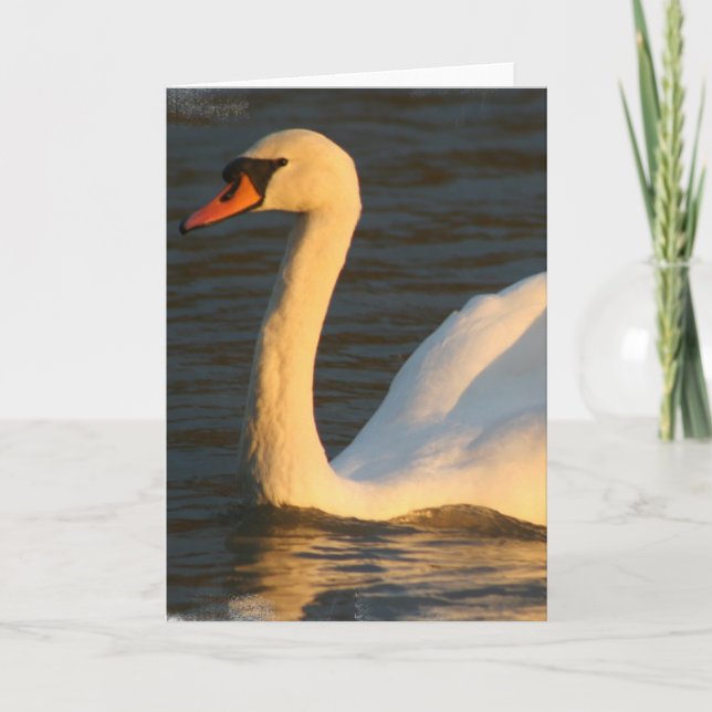 Tarjeta de felicitación bonita del cisne (Anverso)