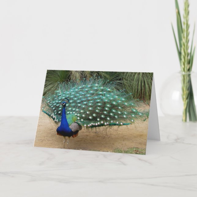 Tarjeta de felicitación bonita del pavo real (Anverso)
