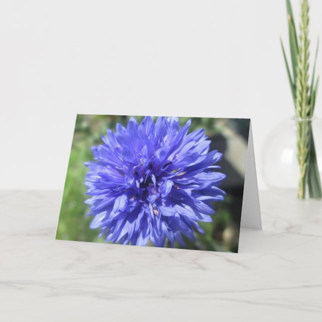Tarjeta de felicitación - botón de soltero azul de (Anverso)
