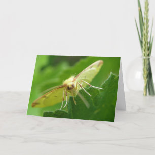Tarjeta de felicitación Brimstone Moth