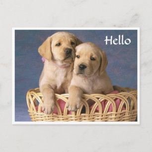 Tarjeta de Felicitación Cachorro Labrador Retrieve