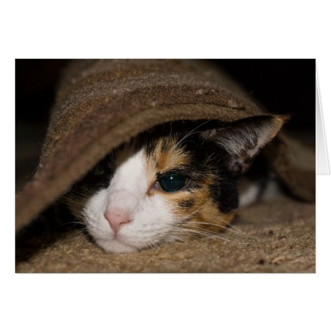 Tarjeta de felicitación Calico Taco (Anverso (Horizontal))