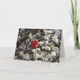 Tarjeta de felicitación cardinal