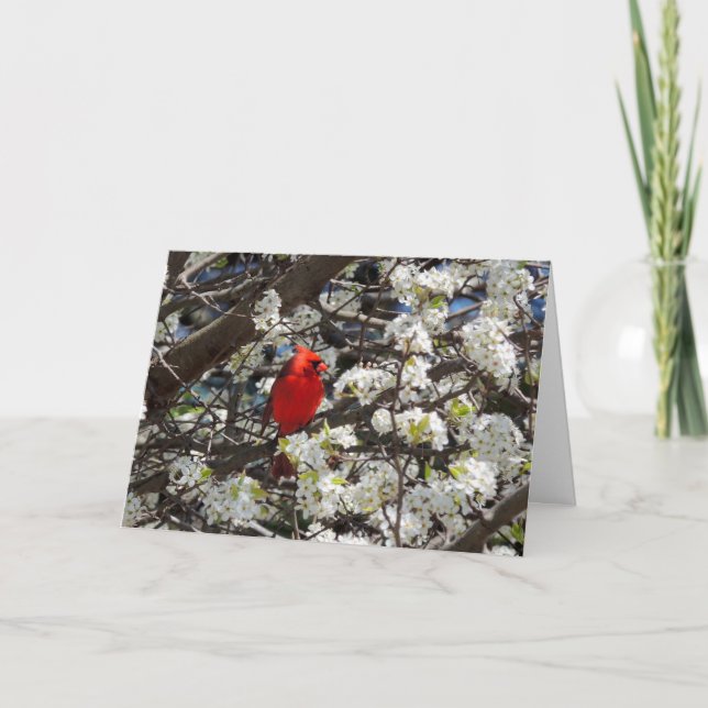 Tarjeta de felicitación cardinal (Anverso)