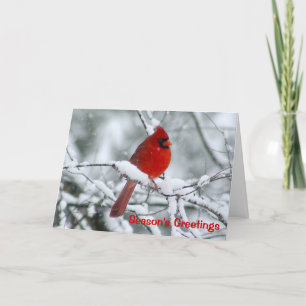Tarjeta de felicitación cardinal roja del navidad