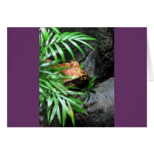 Tarjeta de felicitación CB de Frog Ocultante