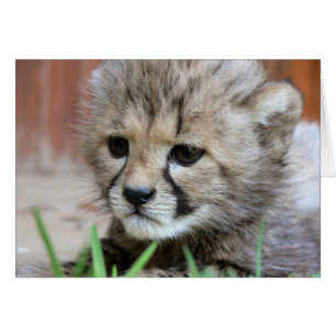 Tarjeta de felicitación - Cheetah de bebé lindo