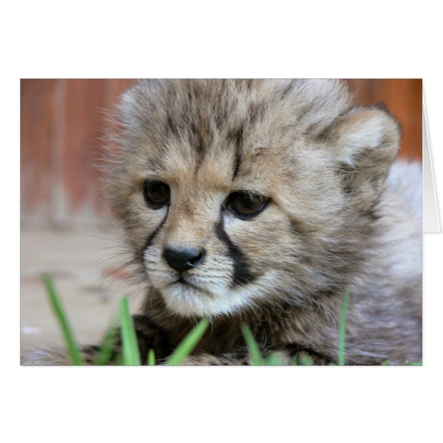Tarjeta de felicitación - Cheetah de bebé lindo (Anverso (Horizontal))