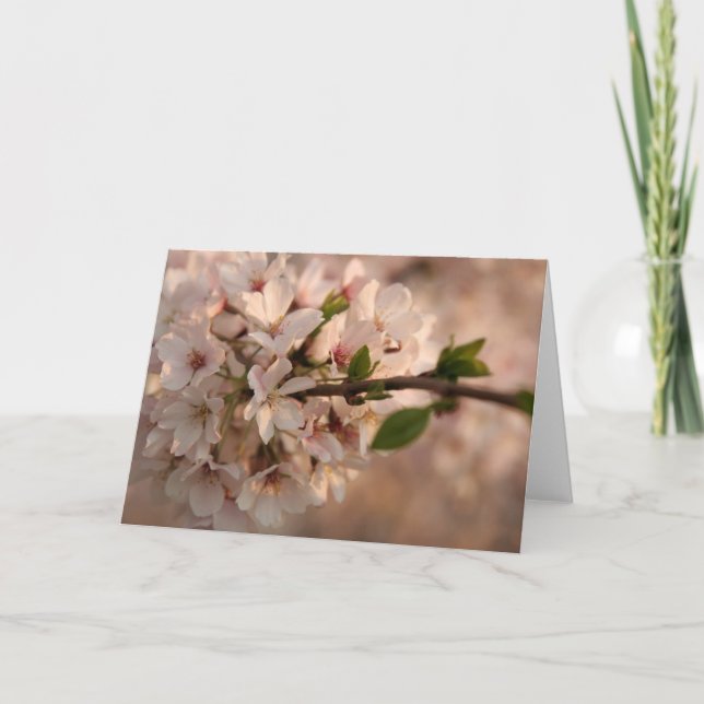 Tarjeta de felicitación Cherry Blossom (Anverso)