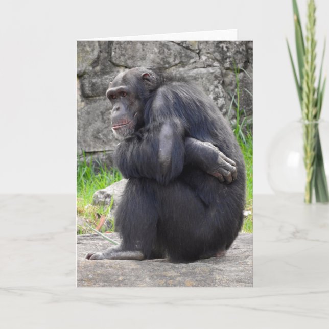 Tarjeta de felicitación Chimpanzee (Anverso)