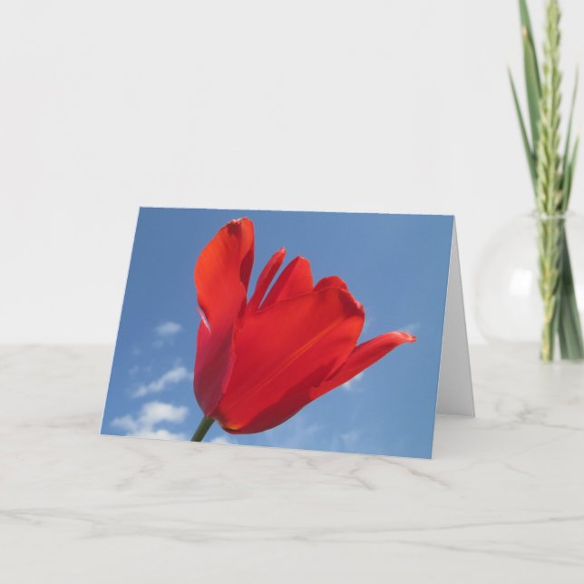 Tarjeta de felicitación - cielo azul tulipán rojo (Anverso)