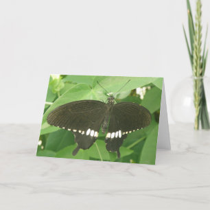 Tarjeta de felicitación común para mariposa de mor