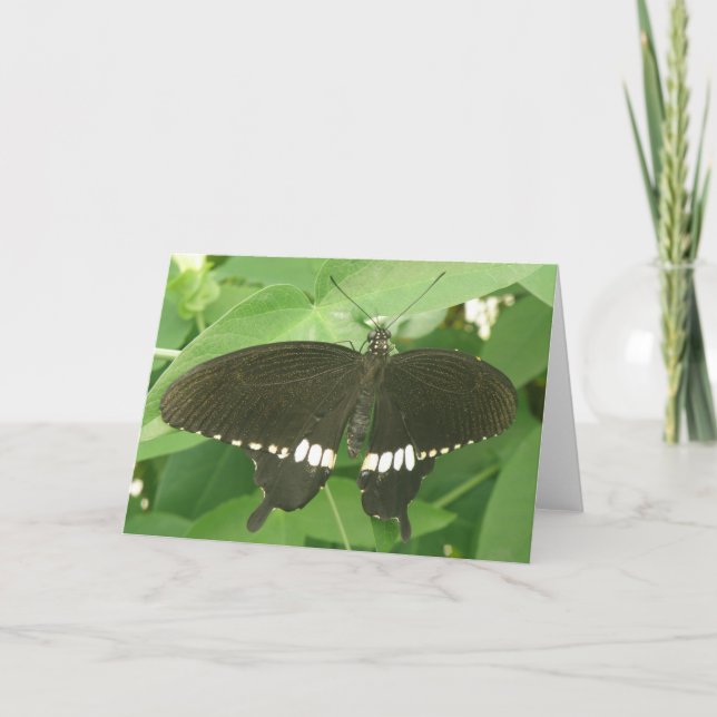 Tarjeta de felicitación común para mariposa de mor (Anverso)
