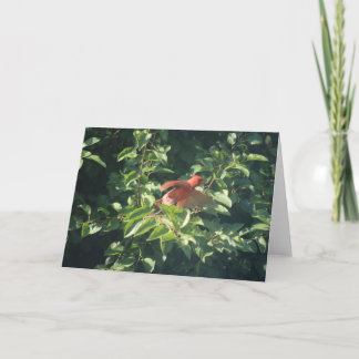 Tarjeta de felicitación con cardenal a punto de al