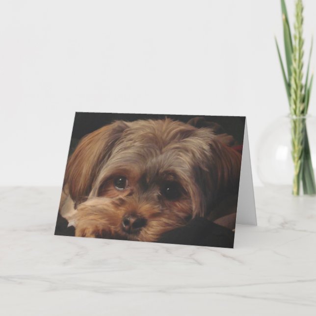 Tarjeta de felicitación con el perrito de Shorkie (Anverso)