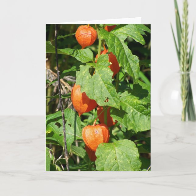 Tarjeta de felicitación con farolillos japoneses ( (Anverso)