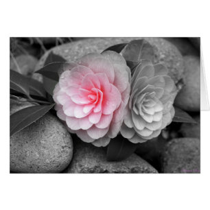 Tarjeta de felicitación con fotos de camellias ros