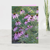 Tarjeta de felicitación - Coneflowers