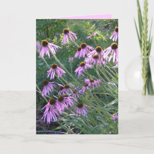 Tarjeta de felicitación - Coneflowers