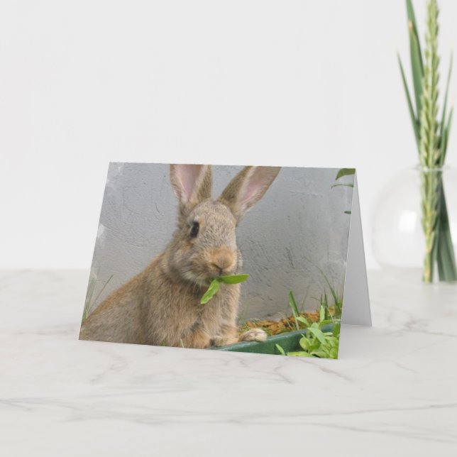 Tarjeta de felicitación Cottontail Rabbit (Anverso)
