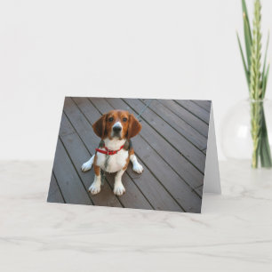 Tarjeta de felicitación Cute Beagle Pup