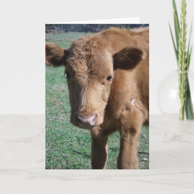 Tarjeta de felicitación Cute Calf de cierre (Anverso)