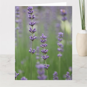 Tarjeta de felicitación Dainty Lavender BIG