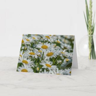 Tarjeta de felicitación - Daises en Vermont