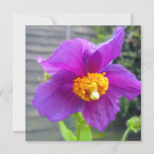 Tarjeta de felicitación de amapola morada para cua