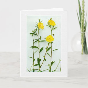Tarjeta de felicitación de amapolas amarillas en b