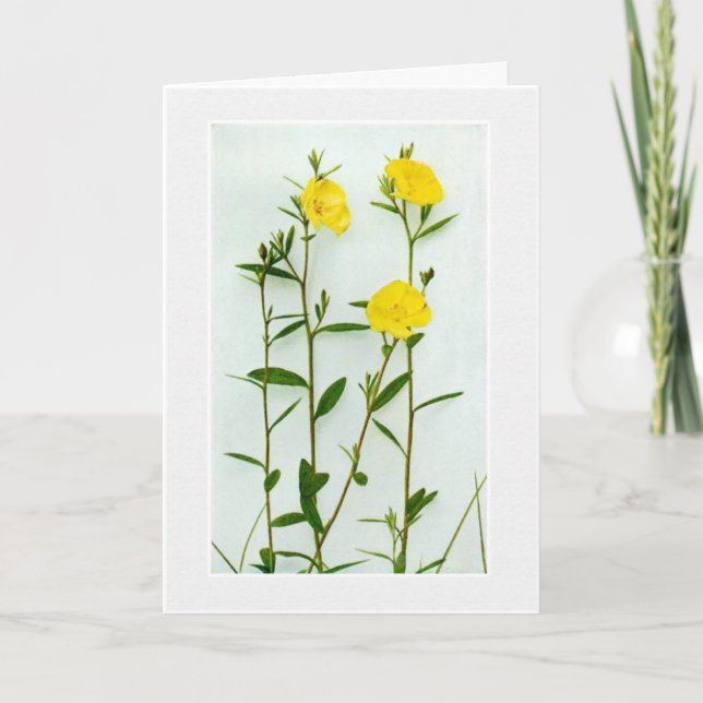 Tarjeta de felicitación de amapolas amarillas en b (Anverso)