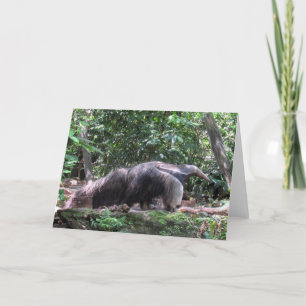 Tarjeta de felicitación de Anteater