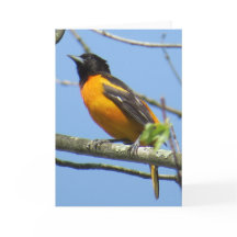 Tarjeta de felicitación de Baltimore Oriole
