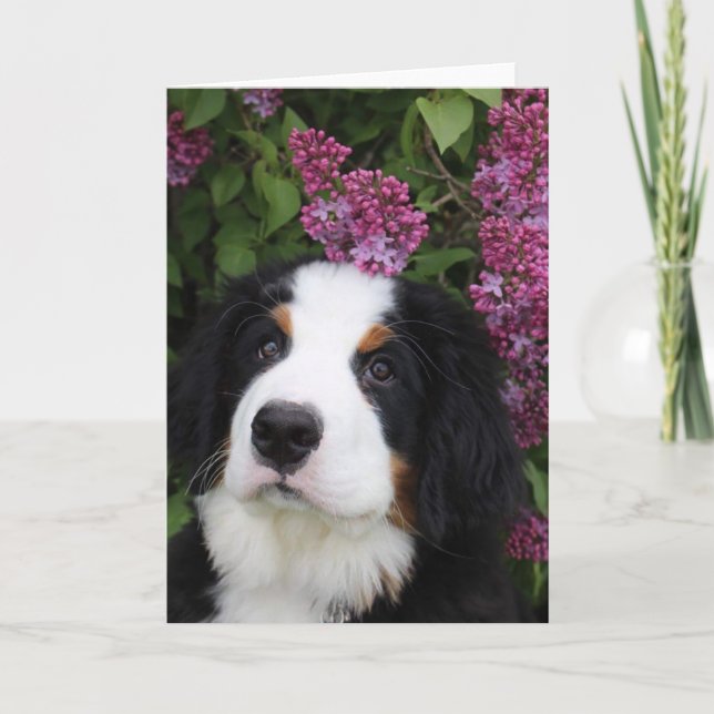 Tarjeta de felicitación de Berner Nation (en blanc (Anverso)