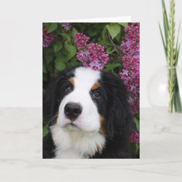 Tarjeta de felicitación de Berner Nation (en blanc