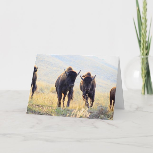 Tarjeta de felicitación de Buffalo en Ejecución (Anverso)
