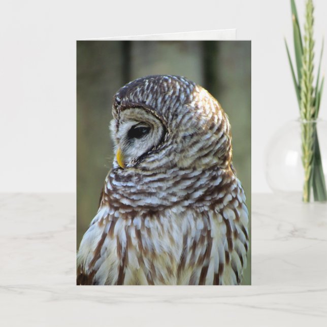 Tarjeta de felicitación de búho (0711) (Anverso)