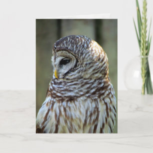 Tarjeta de felicitación de búho (0711)