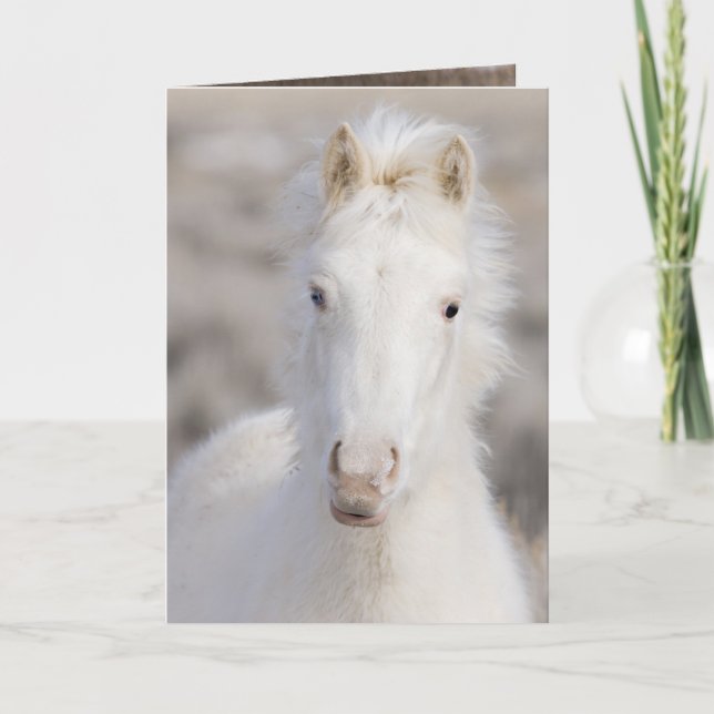 Tarjeta de felicitación de caballos salvajes Snow  (Anverso)