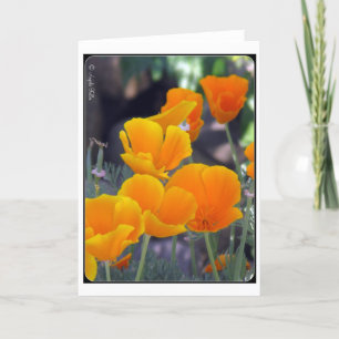 Tarjeta de felicitación de California Poppies