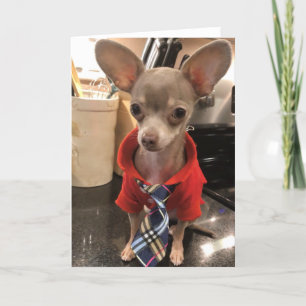 Tarjeta de felicitación de Chihuahua en blanco