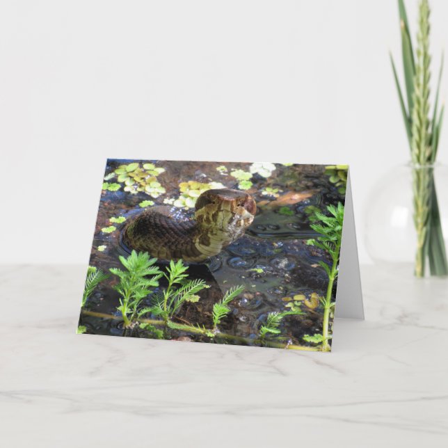Tarjeta de felicitación de Cottonmouth (Anverso)