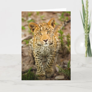 Tarjeta de felicitación de Cub del leopardo