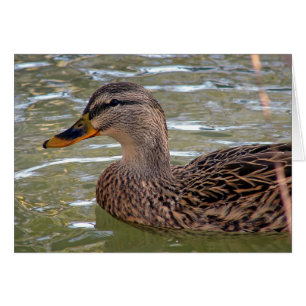 Tarjeta de felicitación de Duck All Occasions