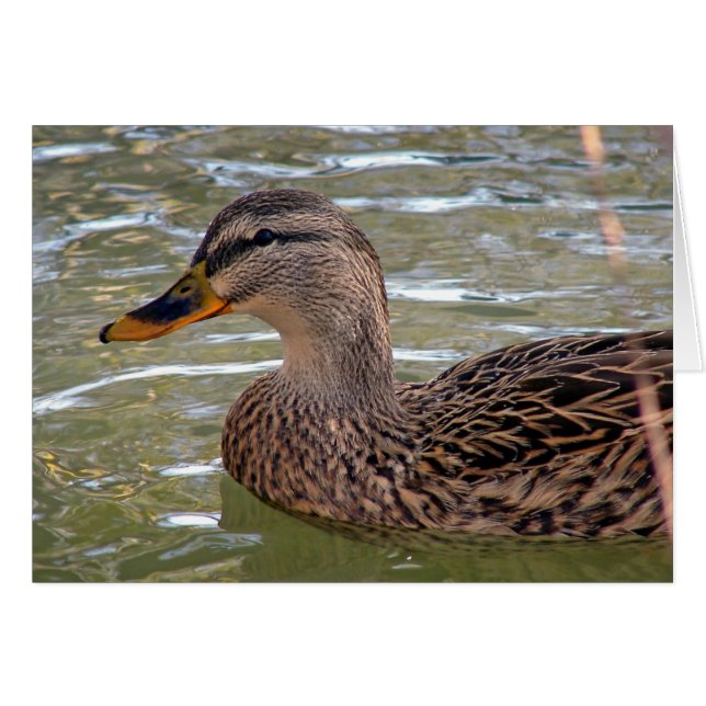 Tarjeta de felicitación de Duck All Occasions (Anverso (Horizontal))