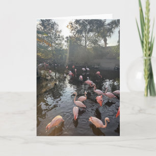 Tarjeta de Felicitación de Flamencos al Amanecer